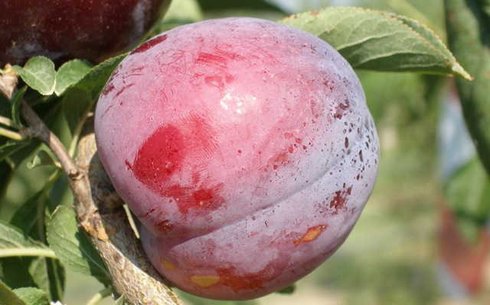 Слива сорт Гайя