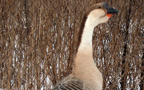 Geese Big Lion Head1