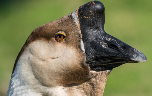 Geese Big Lion Head 2