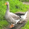 Ірі сұр қаздар (Geese Large gray)