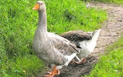 Ірі сұр қаздар (Geese Large gray)