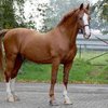 Гельдерлендская  (Gelderland horse)
