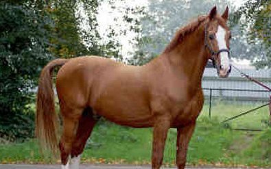 Гельдерлендская  (Gelderland horse)