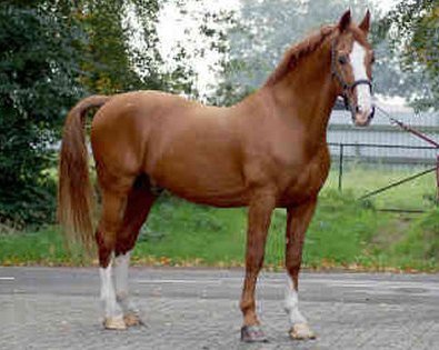 Gelderland horse