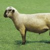 Гемпширская порода овец (Hampshire)