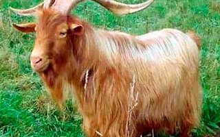 Алтын Гернси ешкі тұқымы (Golden Guernsey Goats)