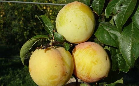 Слива сорт Голден Плумза