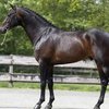 Голландиялық жылы қанды (Dutch Warmblood)