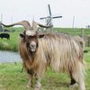 Голландский Ландрас порода коз (Dutch Landrace)