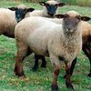 Горьковская порода овец (Gorky)