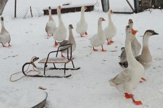 Gorky geese2