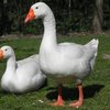 Гуси Губернаторские (Governor's Geese)