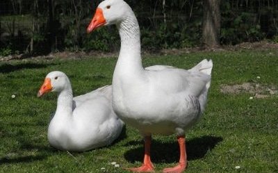 Гуси Губернаторские (Governor's Geese)