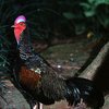 Яванские джунглевые куры (Javan junglefowl) (Javanese bantam)