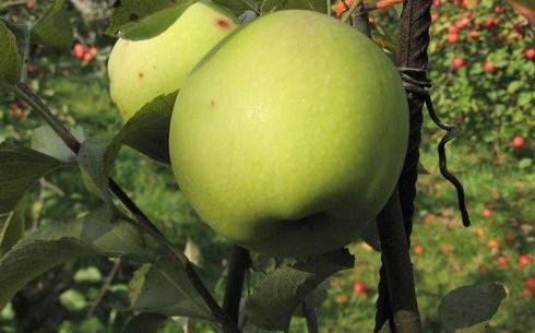 Яблоня сорт Грин Схем