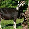 Гризон полосатый порода коз  (Grisons Striped Goats)