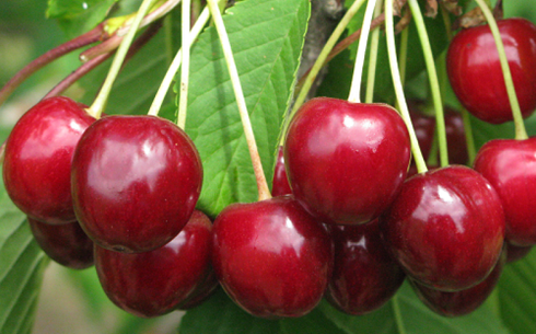 Черешня сорт Гронковая