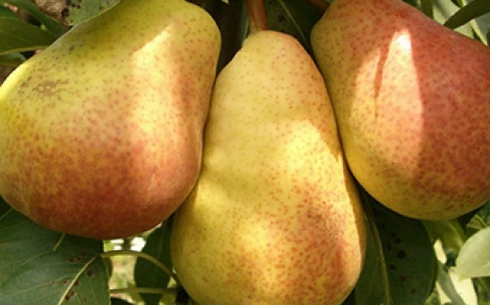 Груша сорт Эрика