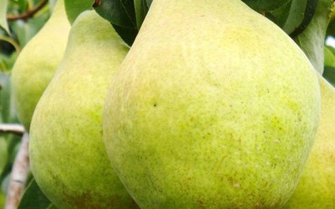 Груша сорт Кондо