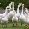 Гуси Линда (Geese Linda)