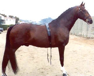 Hackney_Horse_Stallion_CANADANCE