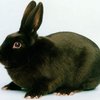 Гавана (Havana rabbit breed)