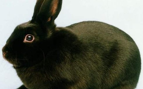 Гавана (Havana rabbit breed)