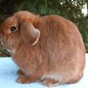 Голландиялық Қошқар (Holland Lop)