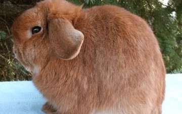 Баран Голландский (Holland Lop)