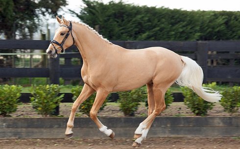 Венгерская полукровная (Hungarian horse breed)