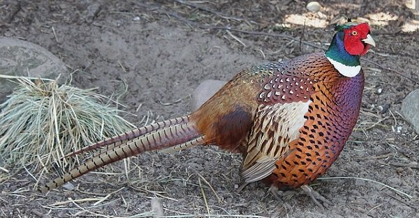 Hunting pheasant 1