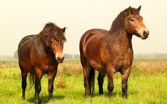 Гуцульский пони (Гуцул) (Hutsul pony)