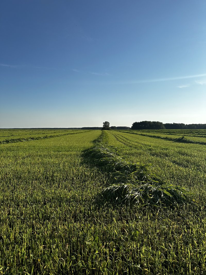Здоровье начинается с тарелки: почему Казахстану важно развивать органическое земледелие