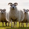 Исландская порода овец (Icelandic sheep)