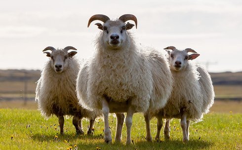 Исландская порода овец (Icelandic sheep)