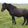 Исландиялық жылқы (Icelandic horse)