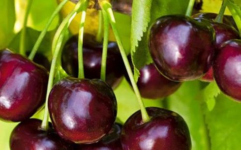 Черешня сорт Ипуть