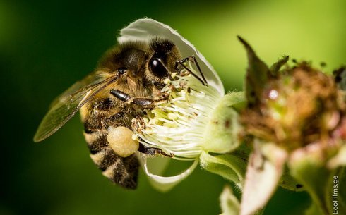 Кавказ араларының тұқымы (Apis mellifera caucasia)