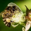 Кавказ араларының тұқымы (Apis mellifera caucasia)