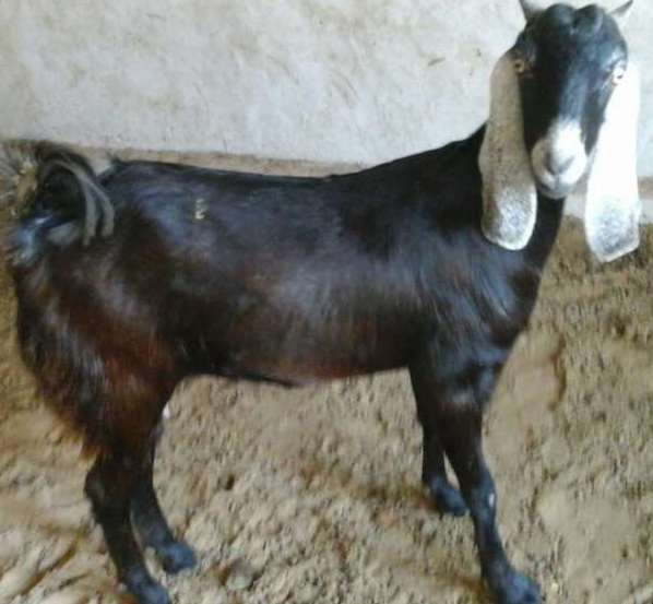 Jakhrana-Goat-Female.width-800