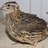 Японский перепел (Japanese quail)