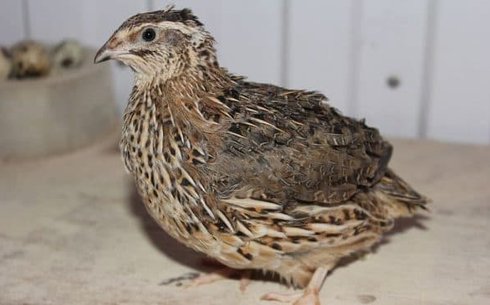 Японский перепел (Japanese quail)