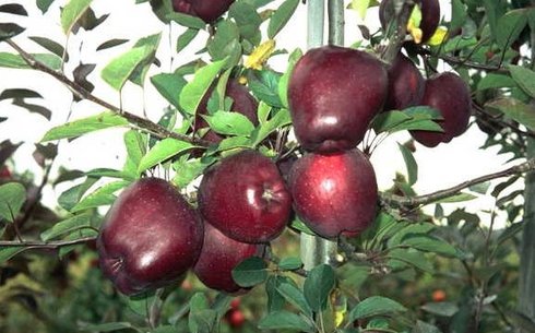 Яблоня сорт Жеромин