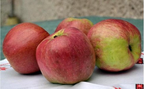 Яблоня сорт Джумбо Помм