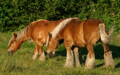 Ютландская (Jutland horse)