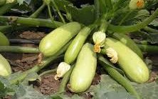Кабачок сорт Искандер