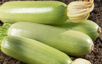 Кабачок сорт Карисма