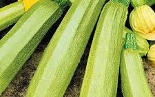 Кабачок сорт Отто