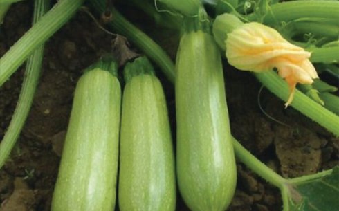Кабачок сорт Сцилли