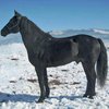 Кабардинская (Kabardian horse breed)
